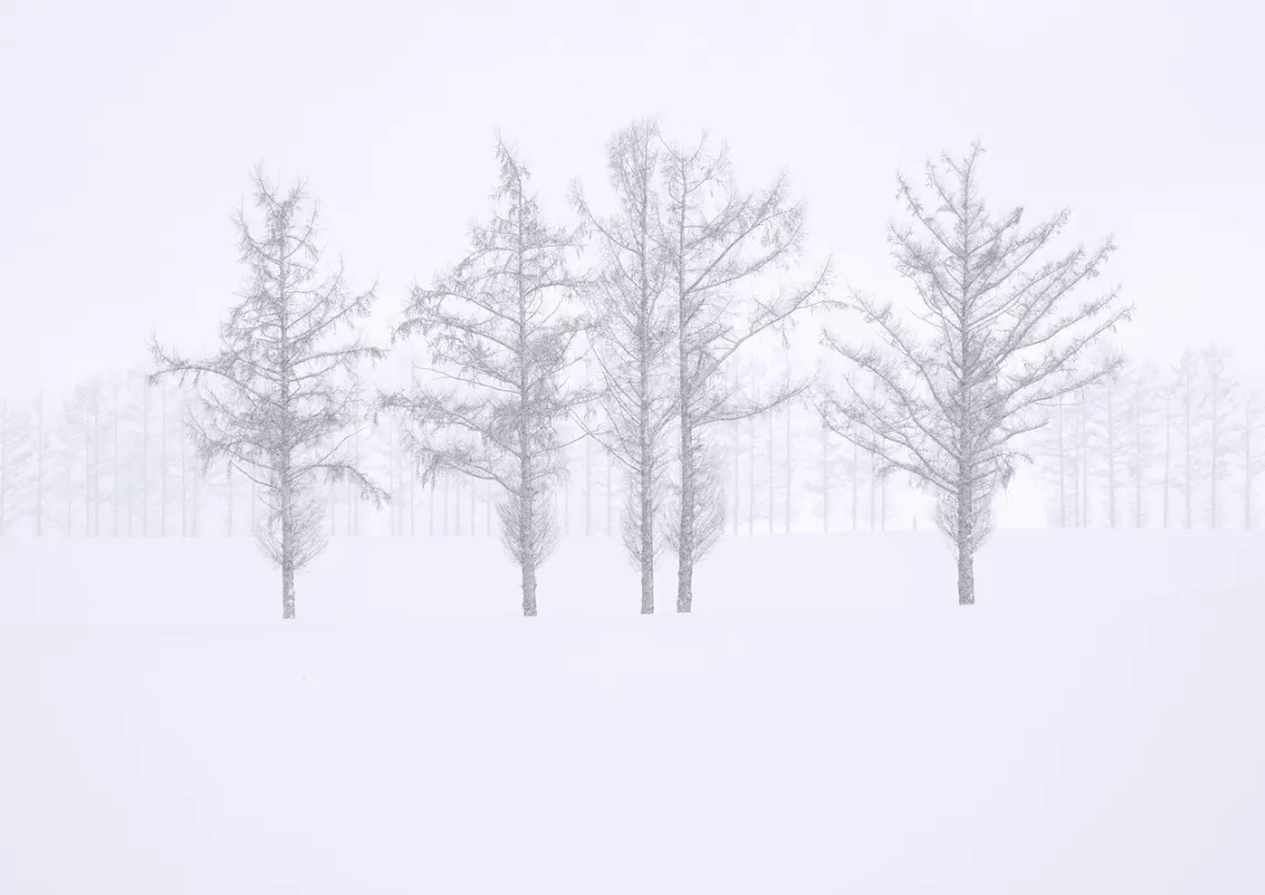 Larch Trees in Winter Snowstorm